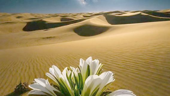 中衛騰格里沙漠·過夜露營【2天1晚/五湖穿越/烏蘭湖/沙漠星空露營/沙坡頭/66號公路】