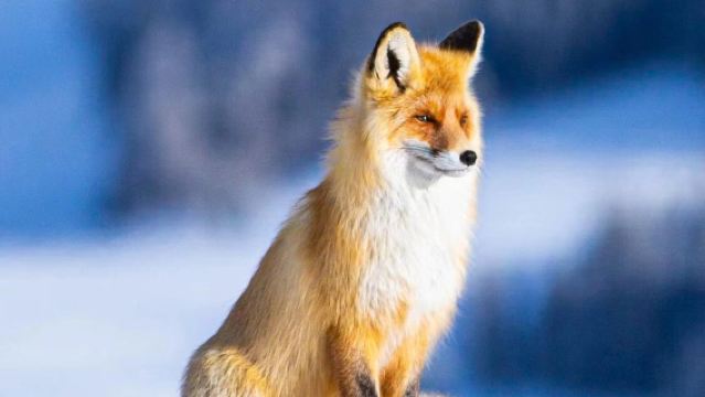 "Kisah Dongeng Utara · Perjalanan Santai Hemu" — Menjelajahi rumah kayu dengan asap dapur, melintasi hutan birch putih, menaiki kereta luncur ditarik kuda