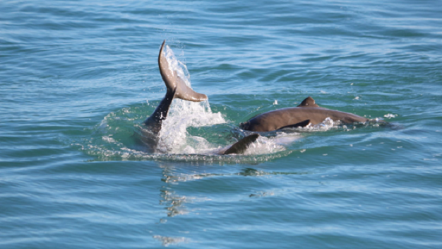 澳洲短鰭海豚夕陽遊船（布魯姆出發）