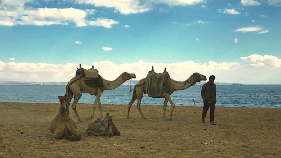 Kamelritt in Marsa Alam mit Abendessen, Show & Sternenbeobachtung