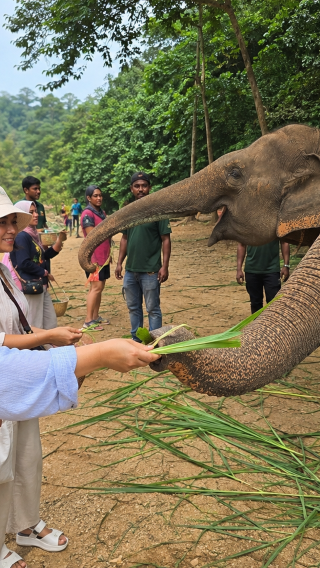 Batu Caves & Elephant Sanctuary with KL Complimentary Tour