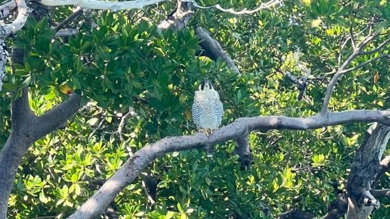 Island Paradise: Dolphin, Shelling, Birding Eco Boat Tour
