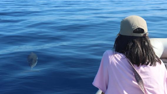 Catania: Dolphin Monitoring Sailing Experience with Marecamp