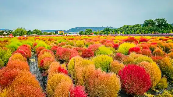 韓國秋季一日遊【千日紅+粉黛亂子草+鐵路單車+納里公園】