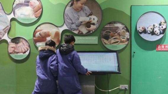 四川成都熊貓樂園義工一日營研學(卧龍基地)10人內小團【帶隊老師全程陪同(拍照+視頻 )+自助午餐】