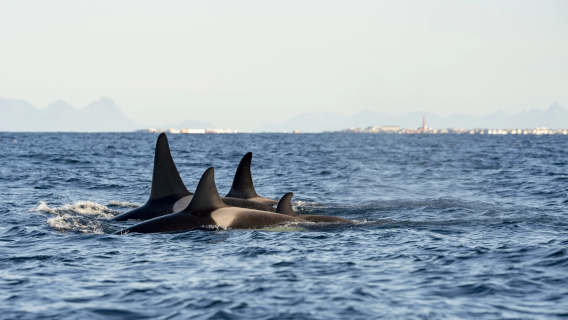 Avistamiento de ballenas en Andenes, Noruega (2-4 horas)