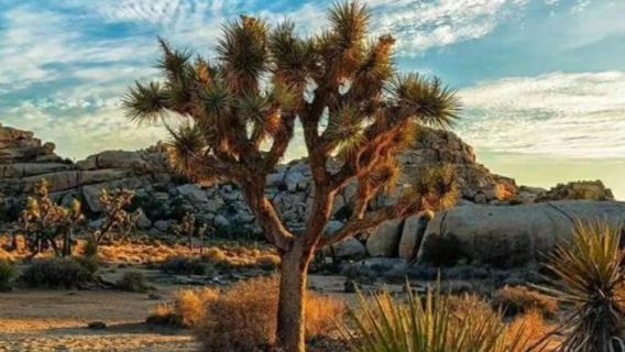 美國洛杉磯長灘+約書亞樹國家公園一日遊/行程可調-可客製化多日