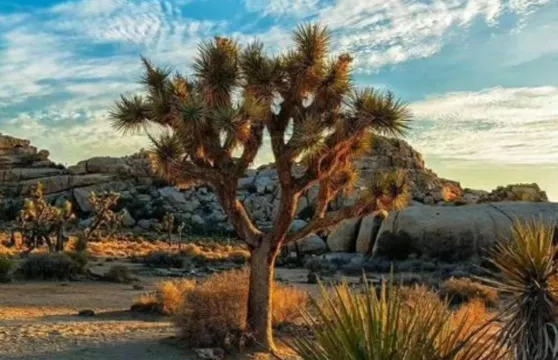 美國洛杉磯長灘+約書亞樹國家公園一日遊/行程可調-可定制多日