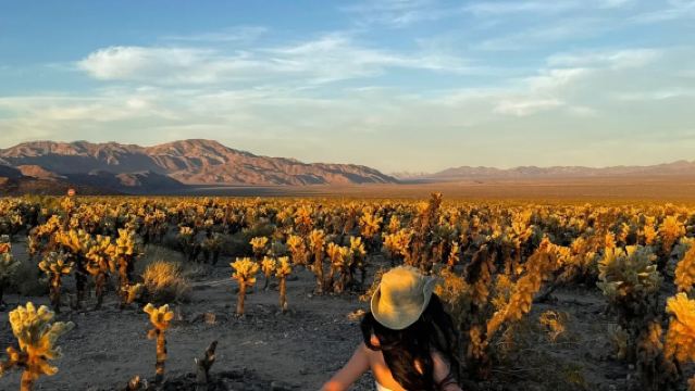 美國鳳凰城/約書亞樹國家公園-救贖山12h包車【精選老司機】