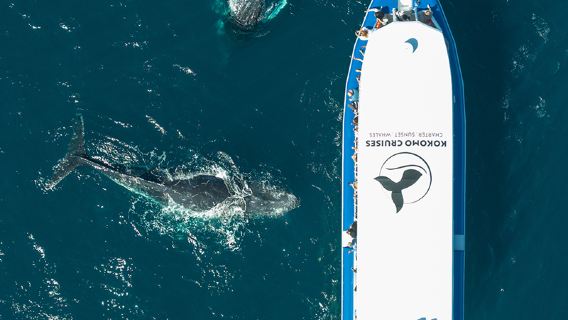 Gold Coast Kokomo Cruises excursión de avistamiento de ballenas en crucero de 2.5 horas