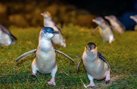 Xem chim cánh cụt nhỏ màu xanh về nhà/ chim cánh cụt trở về tổ/ trung tâm bảo tồn chim cánh cụt tại 