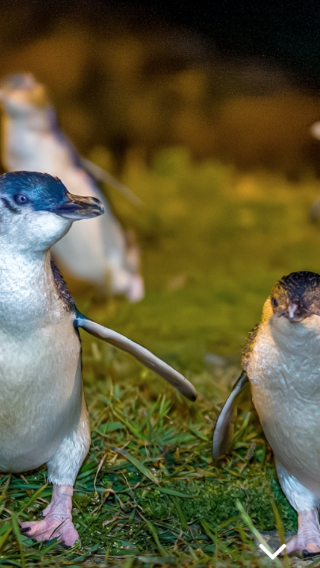 Oamaru penguin conservation center tour - watch little blue penguins return home