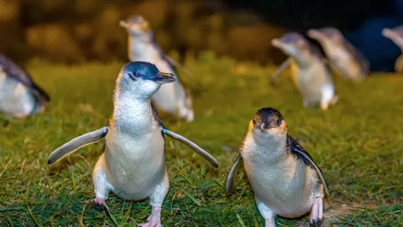 Saksikan Penguin Biru Kecil Kembali ke Rumah Mereka di Oamaru, Pulau Selatan, Selandia Baru