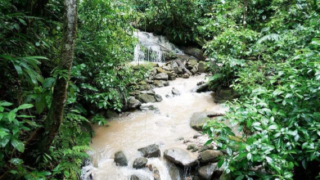 Tarapoto: Alto Mayo Reserve