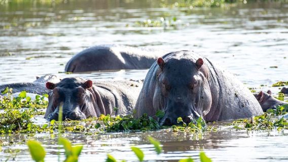 Khám phá Safari miệng núi lửa Ngorongoro 2 ngày trên thế giới