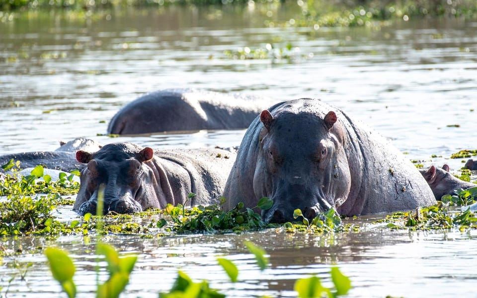 La guida definitiva per un safari di 3 giorni in Tanzania da Mwanza