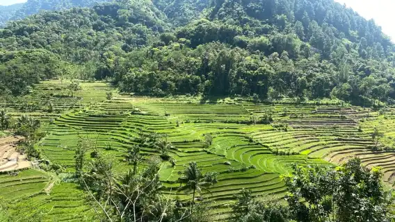Borobudur & Selogriyo Rice Terraces Private Tour with Lunch