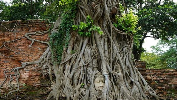 Desde Bangkok: excursión de un día a Ayutthaya y al Parque Nacional Khao Yai
