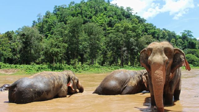 清邁綿羊農場+大象保護營+湄沙瀑布中文包車一日遊