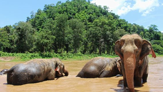 Passeio de 1 Dia com Carro Privativo em Chinês em Chiang Mai: Santuário de Elefantes na Floresta + Tiro com Munição Real + Zoológico Noturno