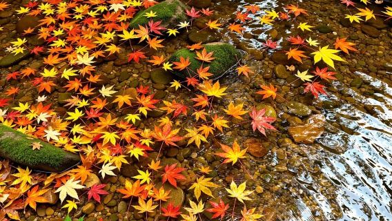 Hangzhou Nine Creeks half-day hiking tour [Nine Creeks and Eighteen Gullies fan painting + Longjing tea tasting + Eighteen Imperial Tea Trees]