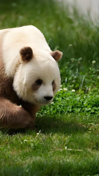 Xi'an Qinling Four Rare Animals Science Park 1-Day Tour: Ticket Booking + Round Trip Bus
