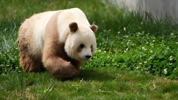 Xi'an Qinling Four Rare Animals Science Park 1-Day Tour: Ticket Booking + Round Trip Bus