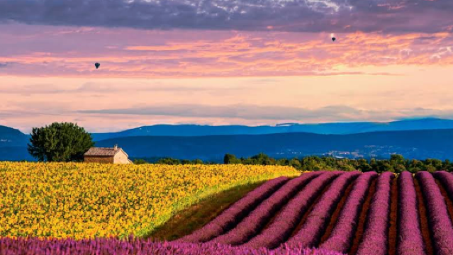 法國尼斯-普羅旺斯-瓦倫索勒薰衣草日遊【中文專車-愜意舒適】