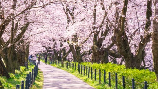[Edición limitada de temporada de cerezos] Excursión de un día a Saitama Kotesashi Gongendo + Kawagoe para ver cerezos + Mitsui Outlet en Tokio