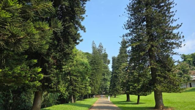 Luxus-Tagesausflug von Colombo nach Pinnawala und Kandy mit Auto/Van/Bus