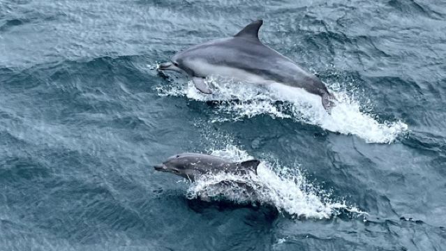 濟州島一日遊+追海豚+涯月邑+狹才 西南線一日遊|14人小團