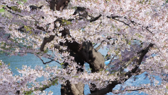 【函館港口上岸自由行B行程】大沼國定公園+函館山+五郭陵公園