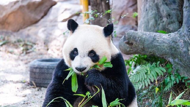 廣州長隆野生動物園一日遊+隨機大象傳奇&非洲發現劇場