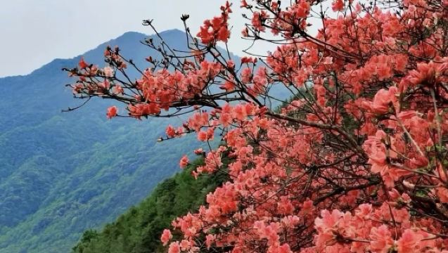 從化通天臘燭一日遊，行攝/徒步/登頂/賞花，3～4月出發