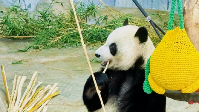 Кратер вулкана + зоопарк Дуншань (включая павильон панд) + русскоязычный гид + трансфер из/в Хайкоу