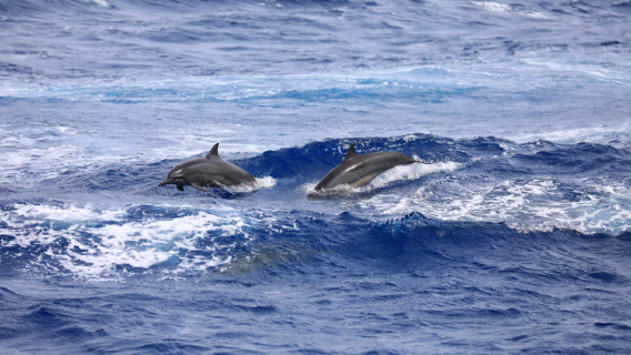 3 uur durende dolfijnencruise in Guam, VS