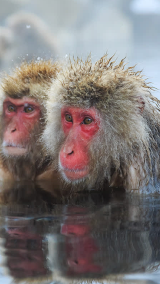 Private chartered 1-day tour in Tokyo to Togakushi-Jinja Chusha + Jigokudani Monkey Park. Customizable itinerary with Chinese/English/Japanese-speaking driver.