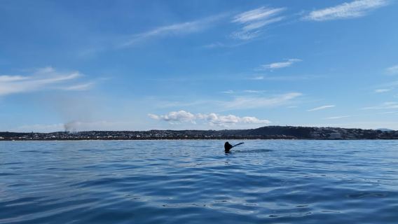 Plettenberg Bay: Whale Watching Boat Cruise