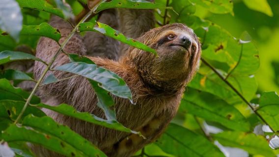 Manuel Antonio National Park: Guided Tour + Entrance Ticket