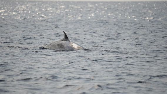 Lanzarote: Whale and Dolphin Watching Eco-Friendly Catamaran