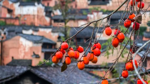 Songyang ancient villages private charter 1-day tour [Seeking Jiangnan, visiting cultural ancient villages]
