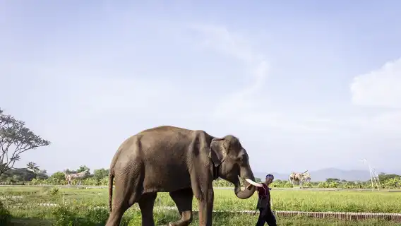 泰國清邁Kerchor​ elephant​ eco​ park​一日遊【/中文導遊/含飯店接駁】
