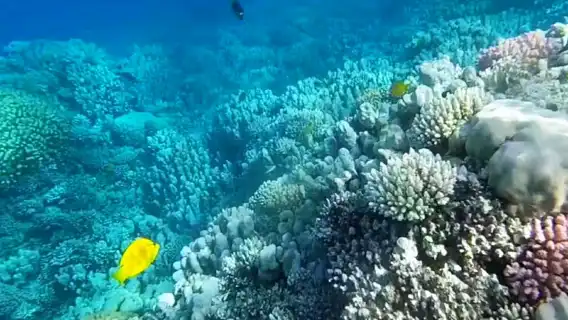 ทัวร์ 1 วันออกทะเลแดงอียิปต์ ดำน้ำตื้นที่เกาะสวรรค์ทะเลแดงอียิปต์ เรือท้องกระจกเกาะเบียนก้า แนวปะการัง