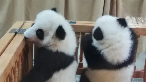 Chengdu Research Base of Giant Panda Breeding Half-day Tour