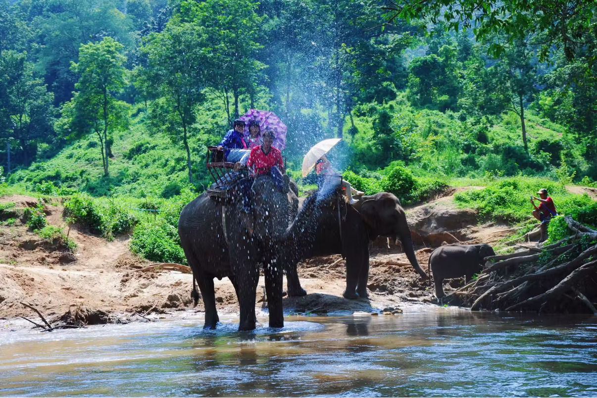 New Year Special - Chiang Mai Maetang Elephant Park Day Tour|Elephant ride + ox cart + bamboo rafting