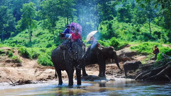 Chiang Mai Maetang Elephant Park 1-day tour [Elephant riding + Ox cart + Bamboo rafting]