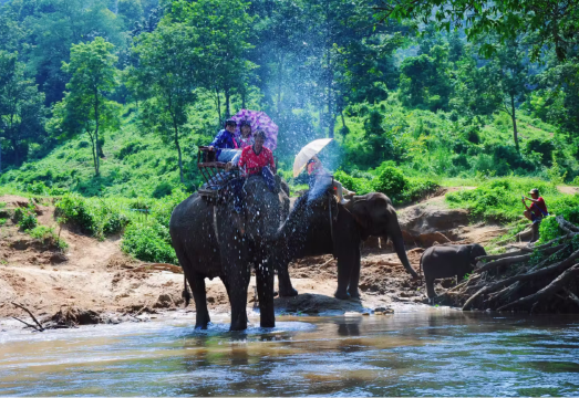 Special Offer - Chiang Mai Maetang Elephant Park 1-Day Tour|Elephant Ride + Ox Cart + Bamboo Rafting