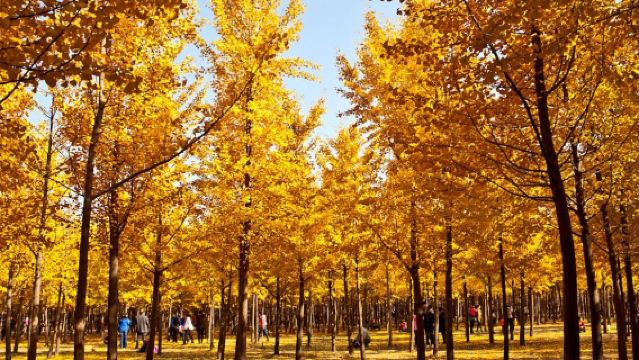 Crossing Qin and Han Dynasties: Imperial Tombs Exploration Line/Private Charter Day Tour