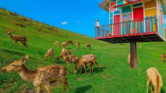 lawatan sehari sewaan peribadi Tasik Yangtian Chenzhou | pemandu pelancong Bahasa Cina dan Inggeris Tersedia | Sesuai untuk Perjalanan Percutian Musim Panas bersama Kanak-kanak dan Ibu Bapa