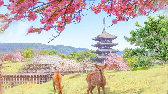 京都奈良ワンデーツアー|奈良公園+嵐山+伏見稲荷+大阪発